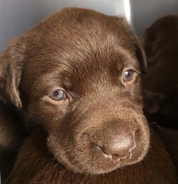 Galerie Y Wurf Labrador Retriever Aus Der Dom Und Romerstadt