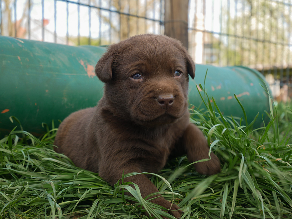 © www.Labrador-Brammen.de