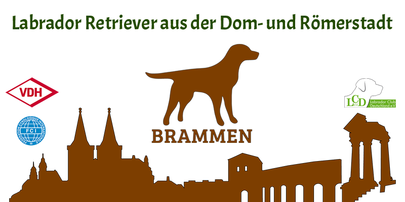 Labrador Brammen Labrador Brammen