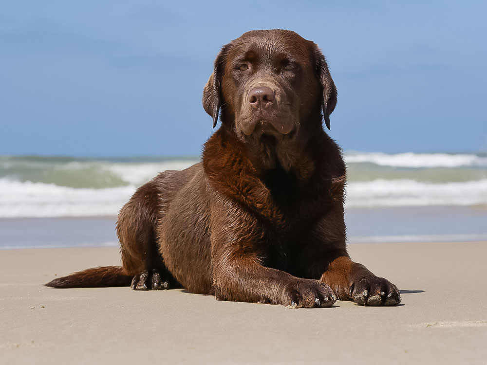 Flora aus der Dom- und Römerstadt