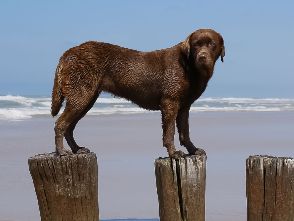 Flora aus der Dom- und Römerstadt