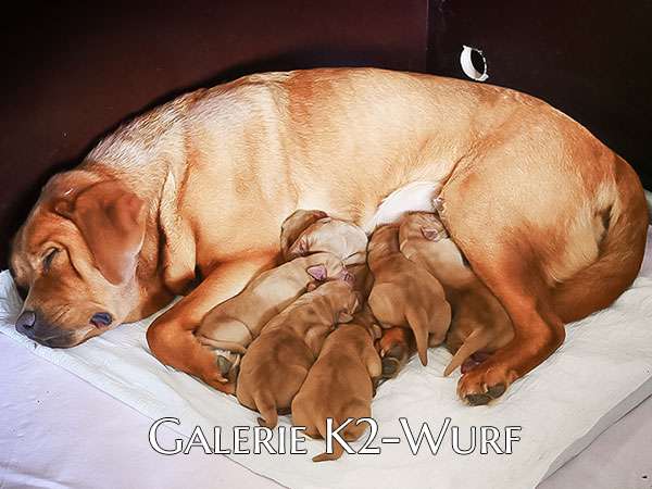 Galerie K2 Wurf