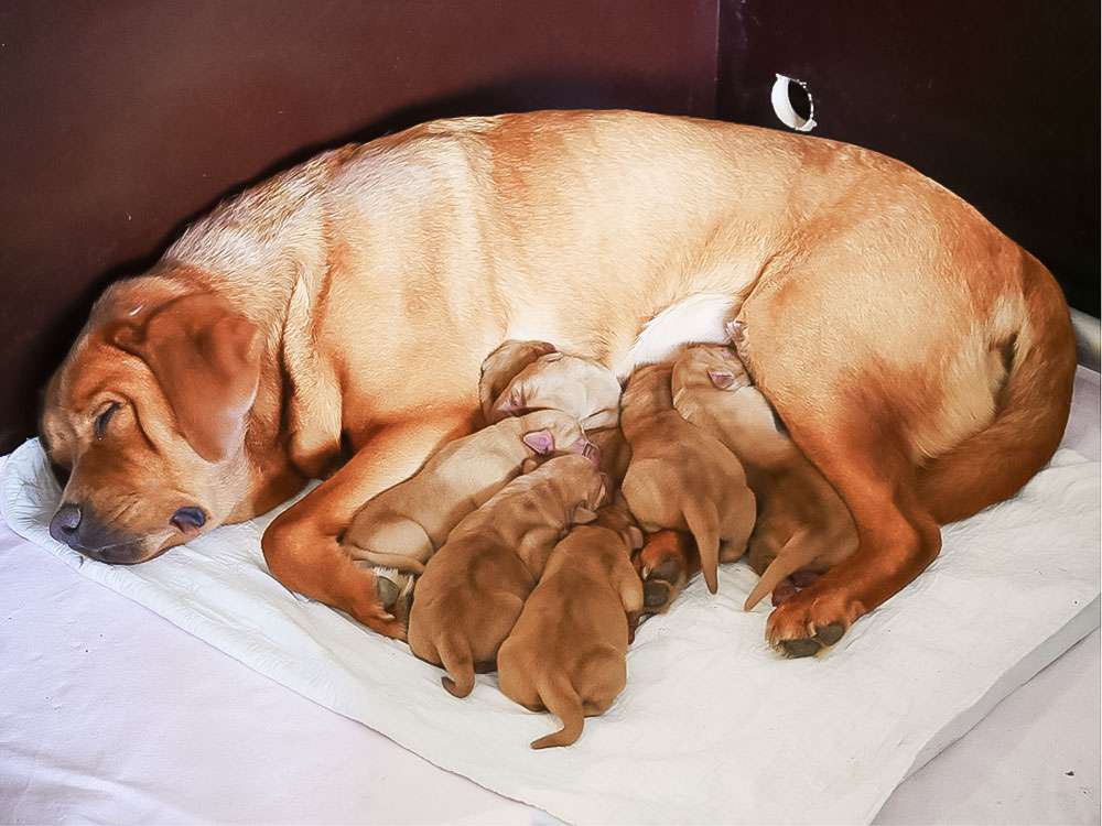 Labrador Brammen K2-Wurf