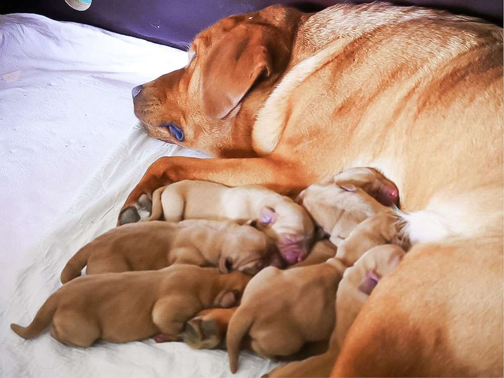 Labrador Brammen K2-Wurf