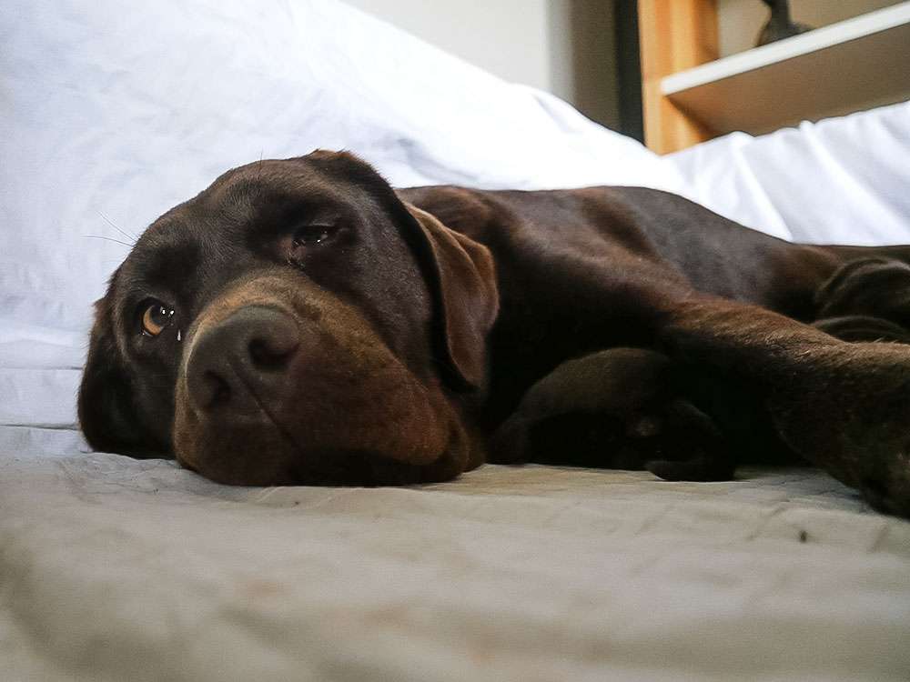 L2-Wurf aus der Dom- und Römerstadt