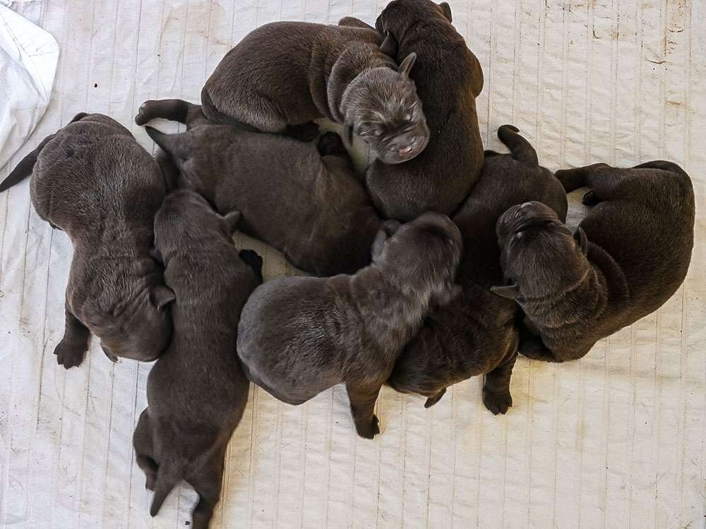 L2-Wurf aus der Dom- und Römerstadt