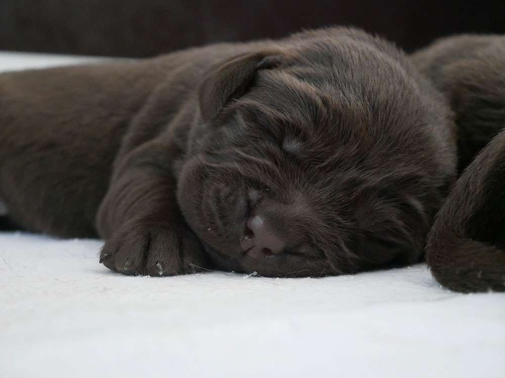 L2-Wurf aus der Dom- und Römerstadt