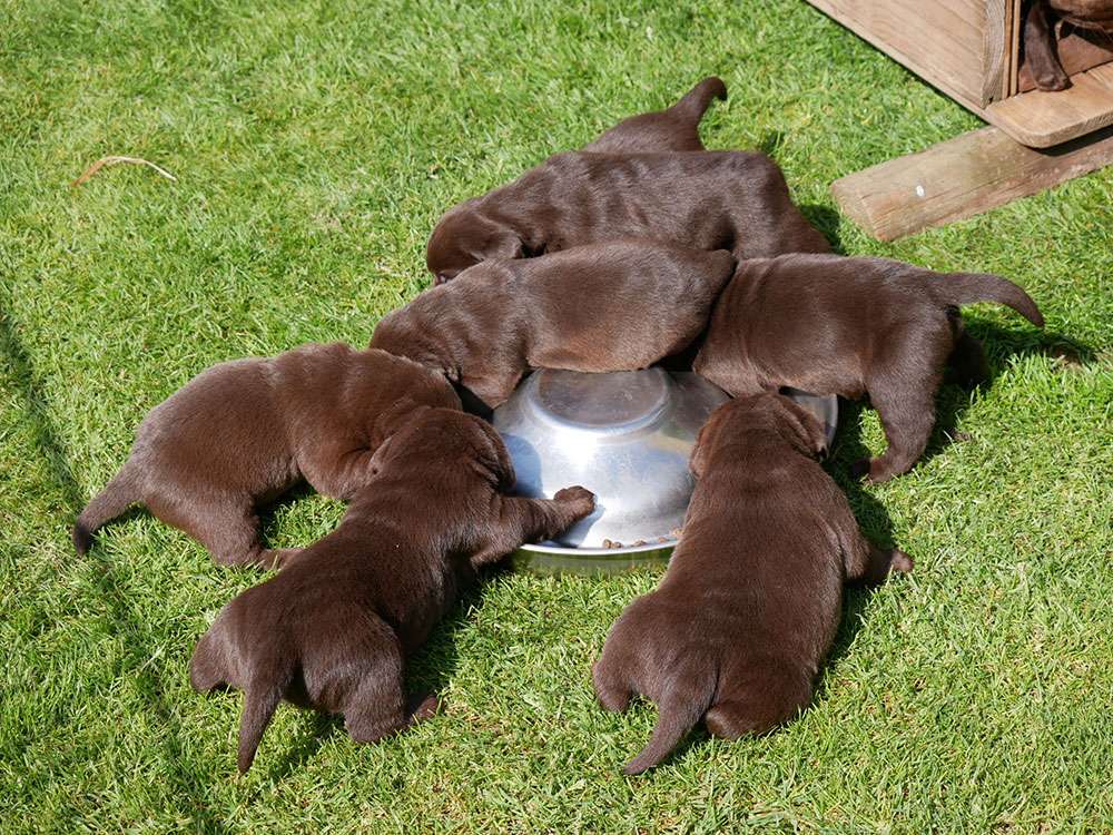 L2-Wurf aus der Dom- und Römerstadt