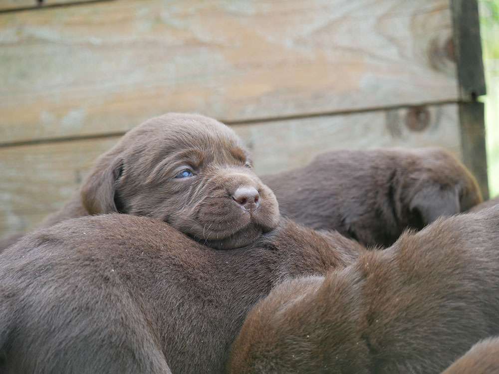 L2-Wurf aus der Dom- und Römerstadt