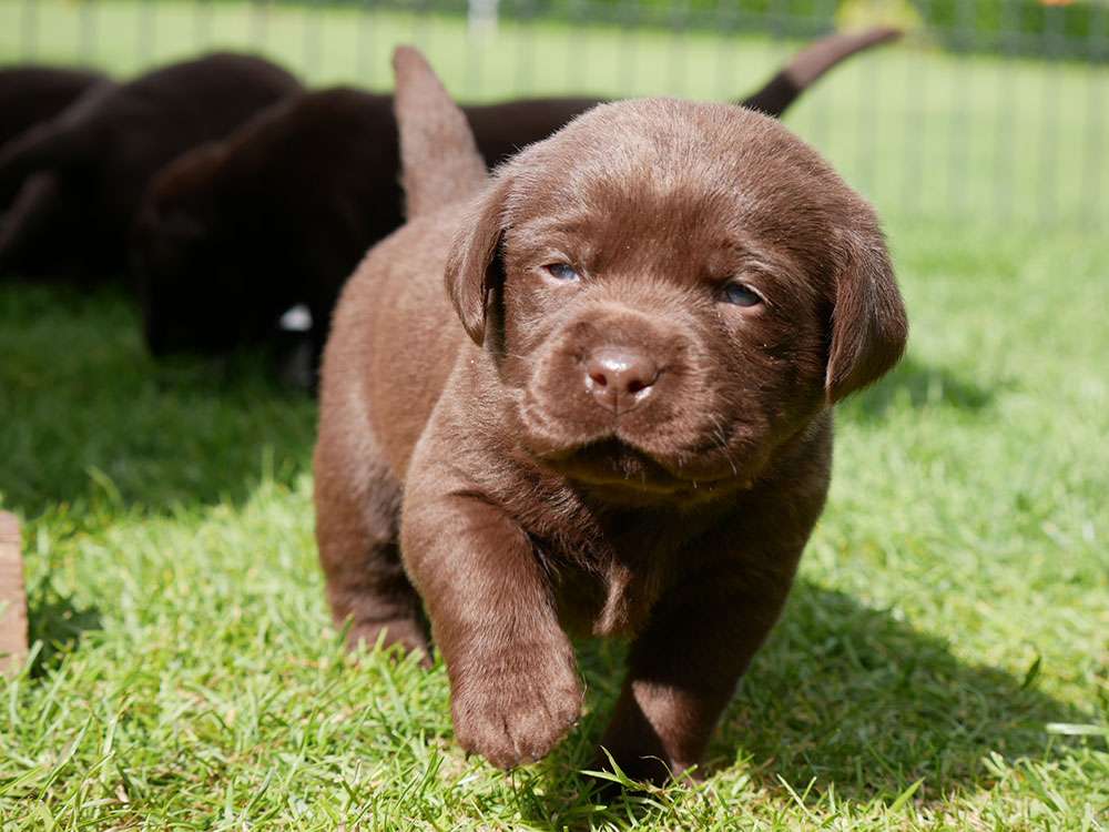 L2-Wurf aus der Dom- und Römerstadt