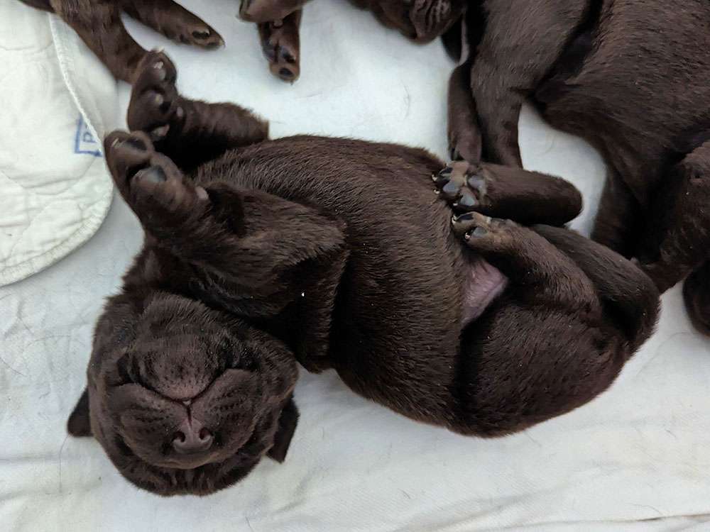 L2-Wurf aus der Dom- und Römerstadt