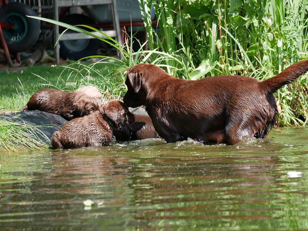 L2-Wurf aus der Dom- und Römerstadt