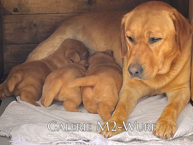 Galerie M2-Wurf