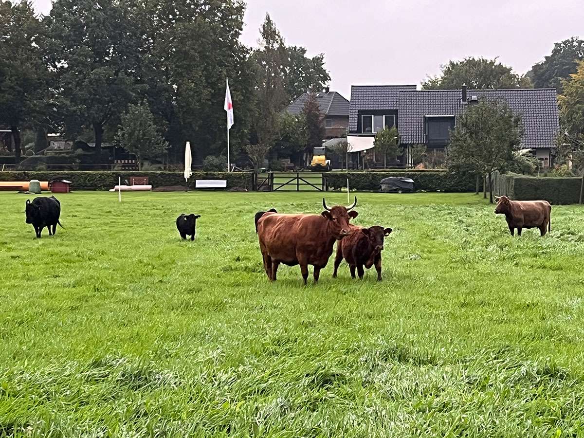 Irische Dexter-Rinder