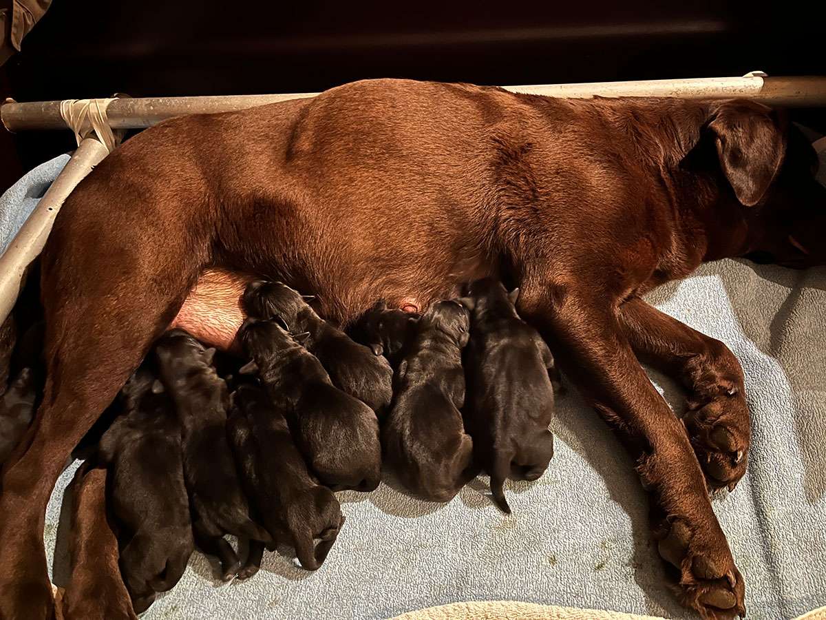 Labrador Brammen / N2-001