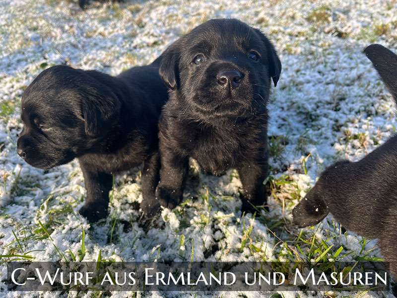 C-Wurf aus Ermland und Masuren