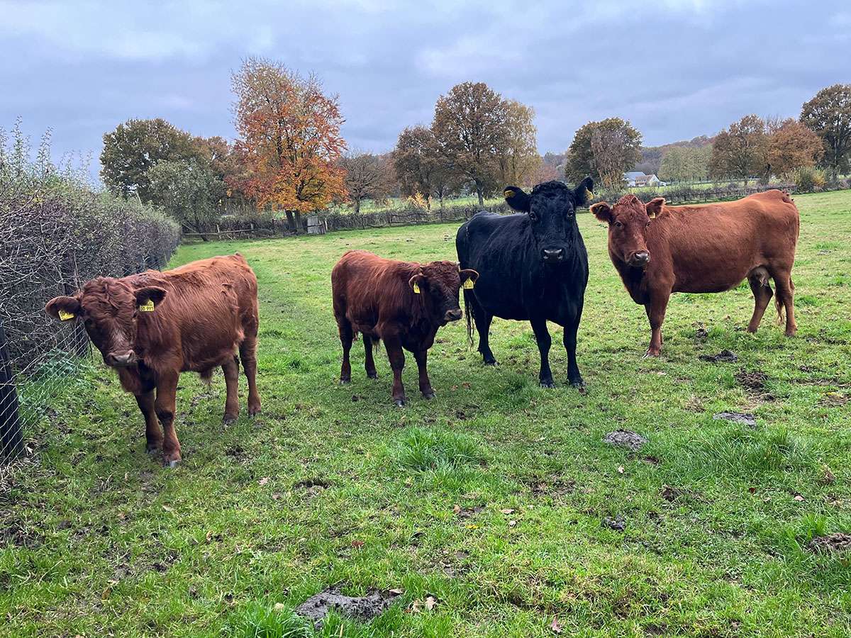 Unsere Dexter Rinder