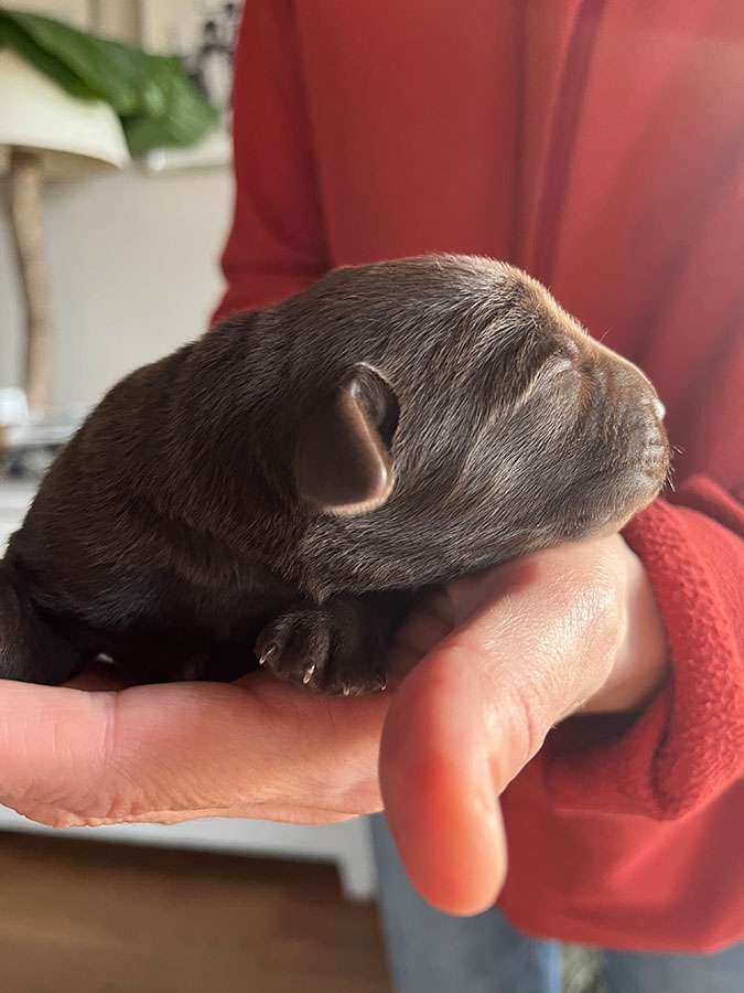 O2-Wurf aus der Dom- und Römerstadt / 4 Tage alt