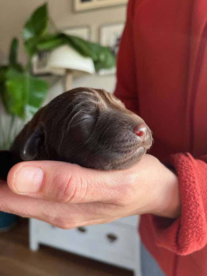 O2-Wurf aus der Dom- und Römerstadt