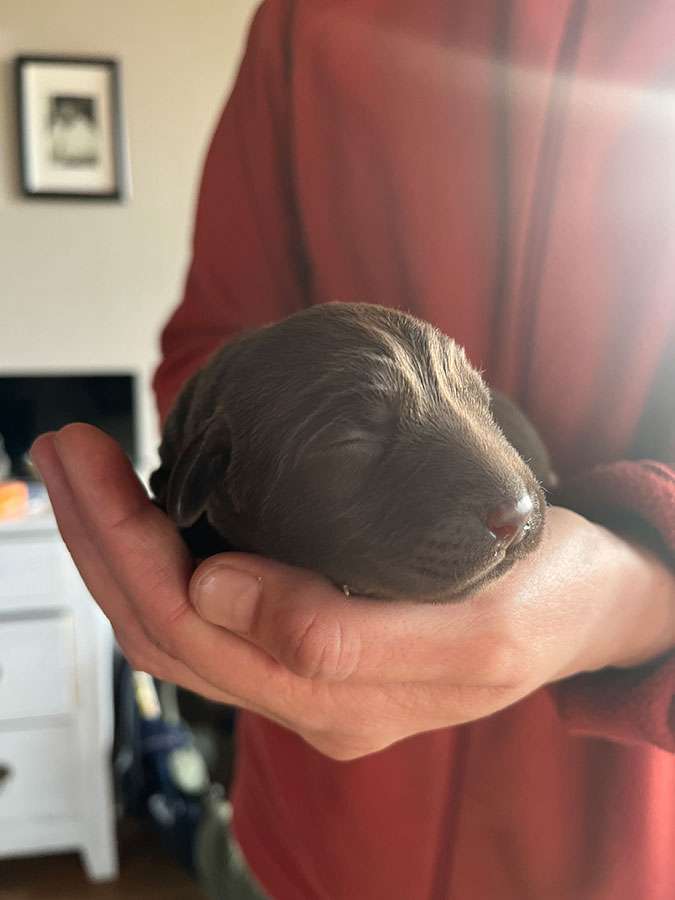 O2-Wurf aus der Dom- und Römerstadt / 4 Tage alt