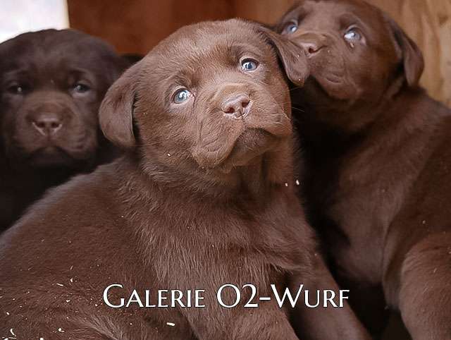 O2-Wurf 5 Wochen alt