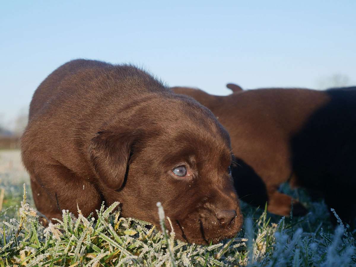 O2-Wurf 4 Wochen alt