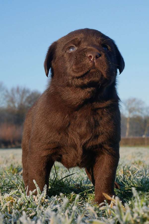 O2-Wurf 4 Wochen alt