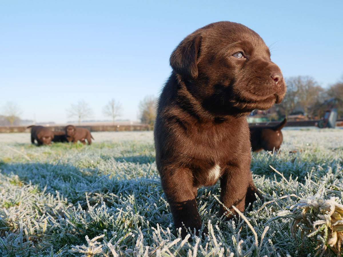 O2-Wurf 4 Wochen alt