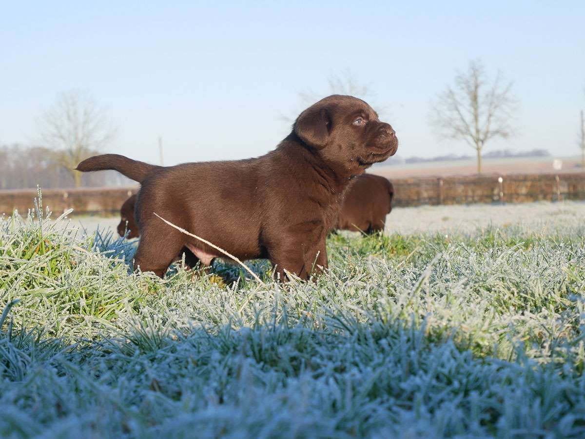 O2-Wurf 4 Wochen alt