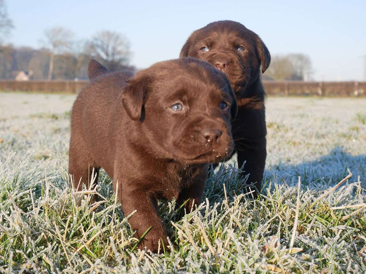 O2-Wurf 4 Wochen alt