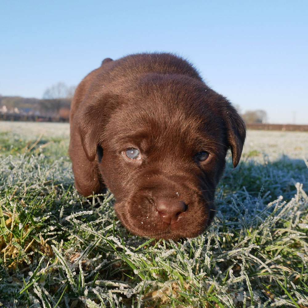 O2-Wurf 4 Wochen alt