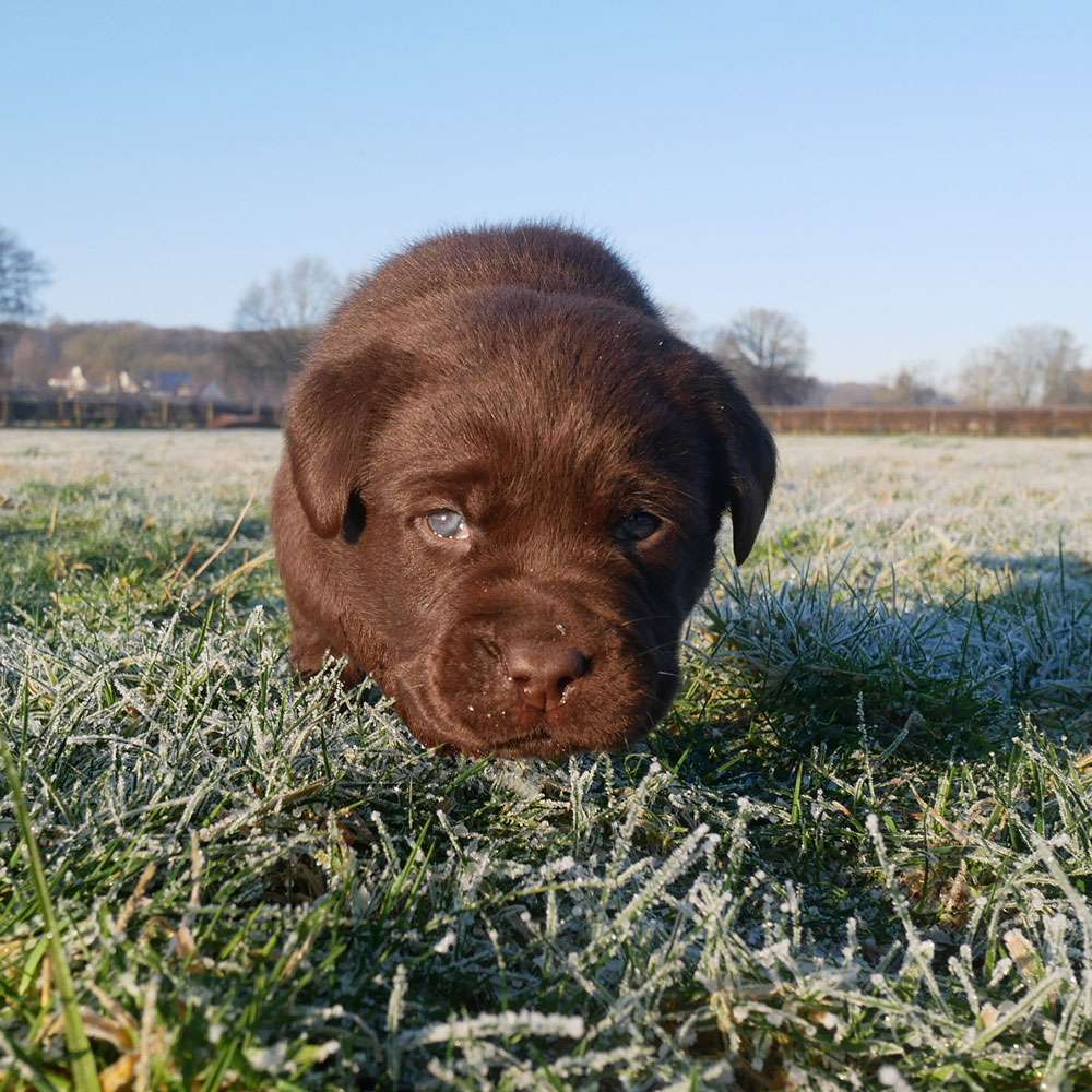 O2-Wurf 4 Wochen alt