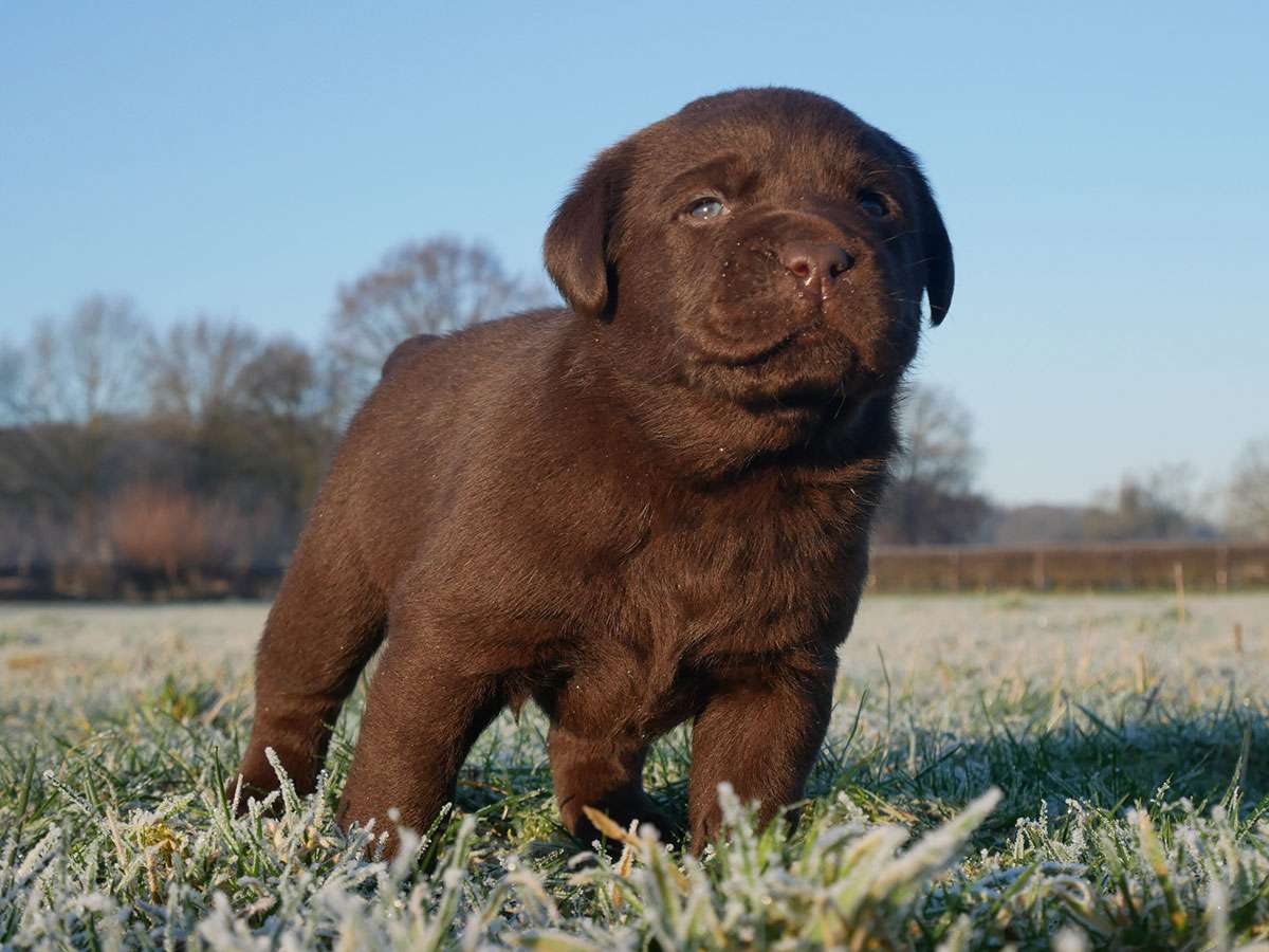 O2-Wurf 4 Wochen alt