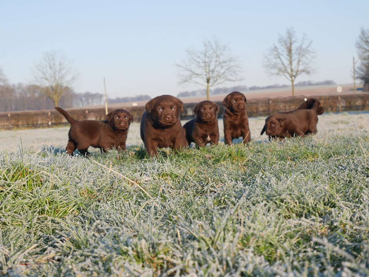 O2-Wurf 4 Wochen alt