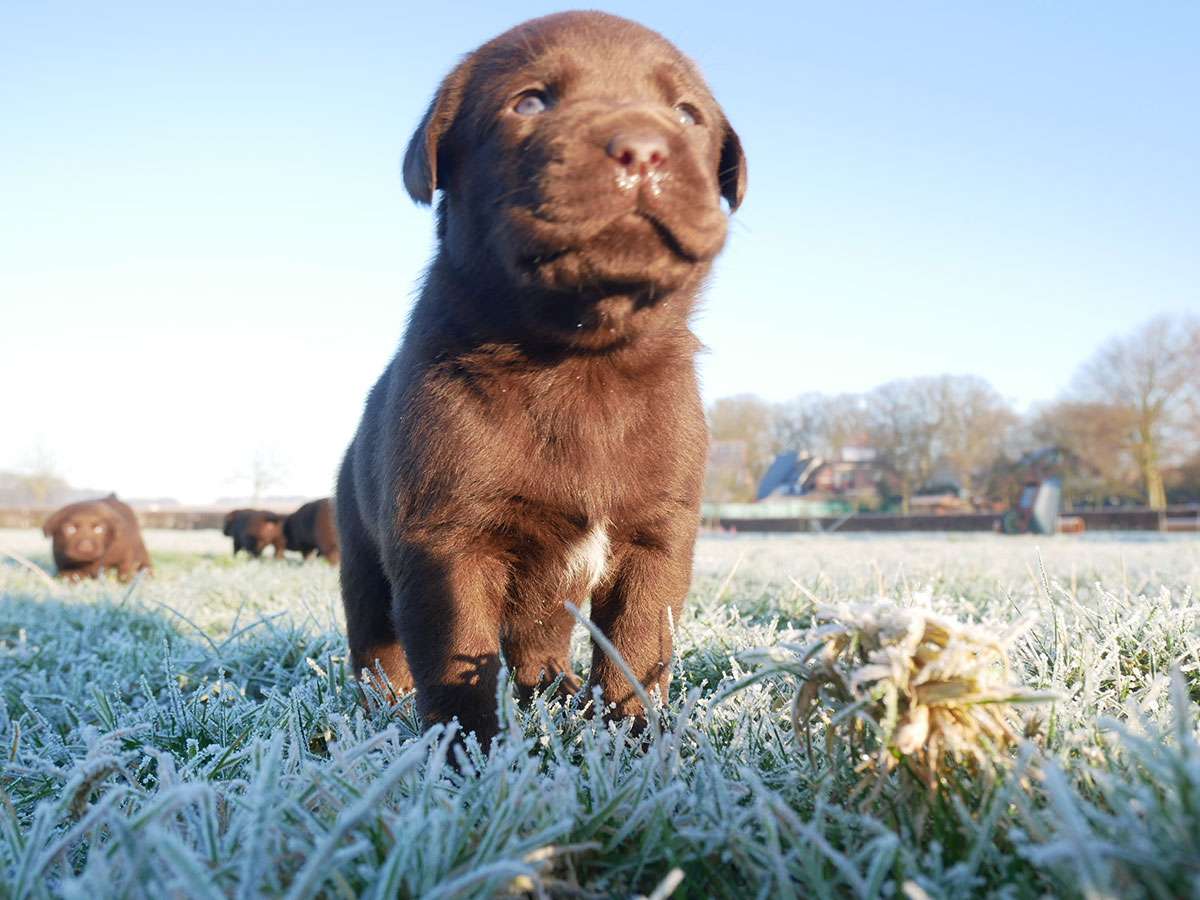 O2-Wurf 4 Wochen alt