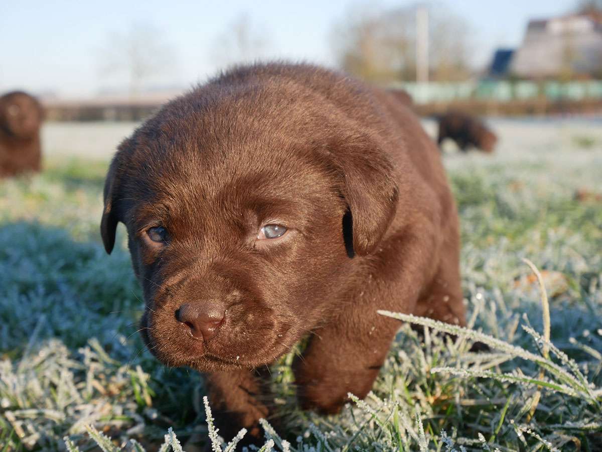 O2-Wurf 4 Wochen alt