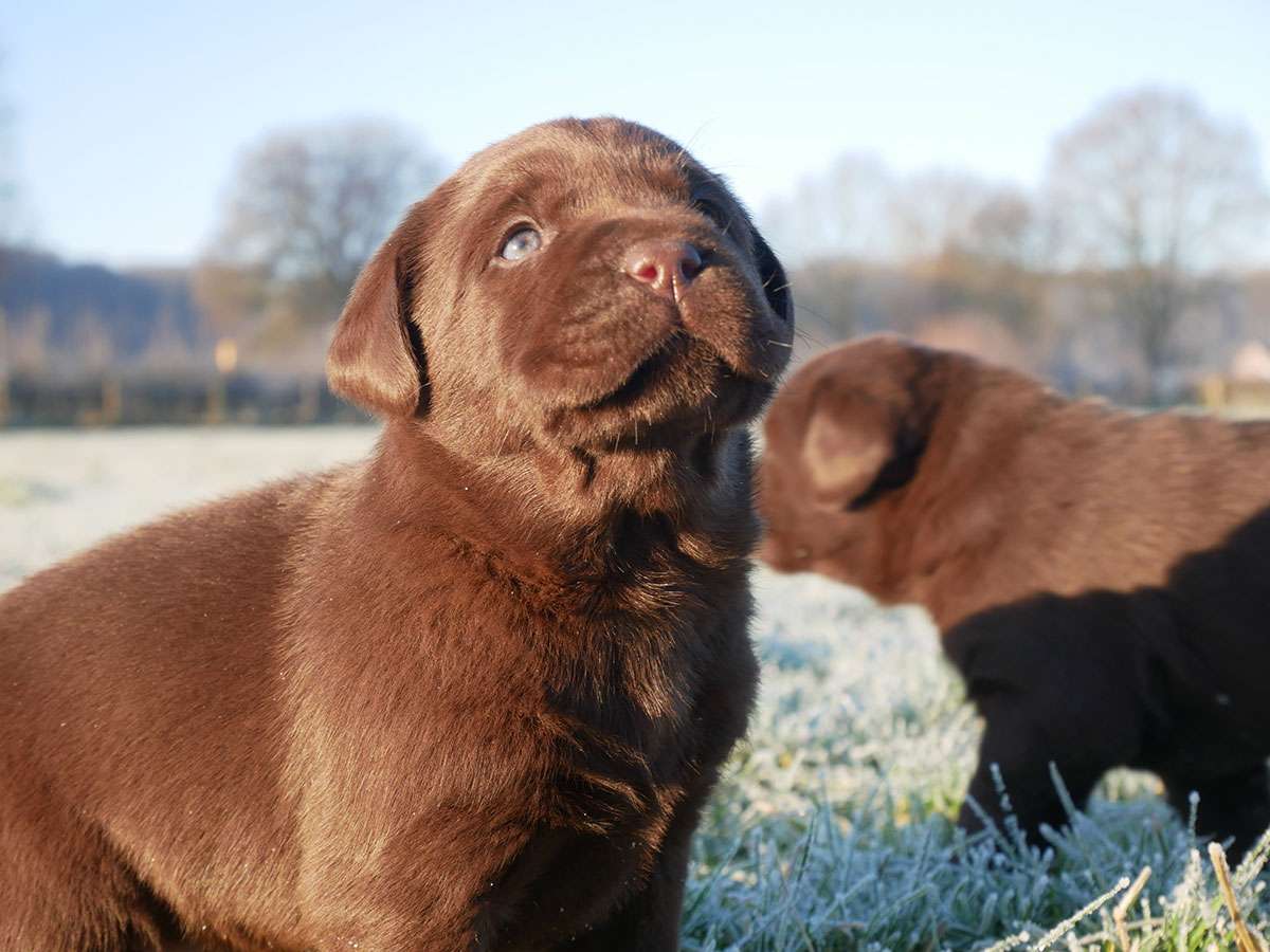 O2-Wurf 4 Wochen alt