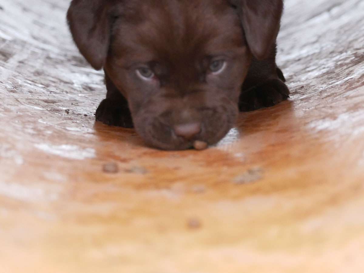 O2-Wurf aus der Dom- und Römerstadt / 5 Wochen alt