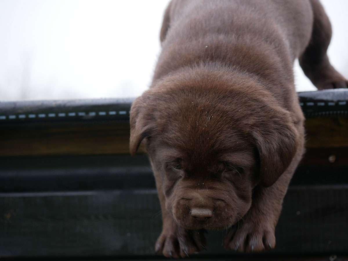 O2-Wurf aus der Dom- und Römerstadt / 5 Wochen alt