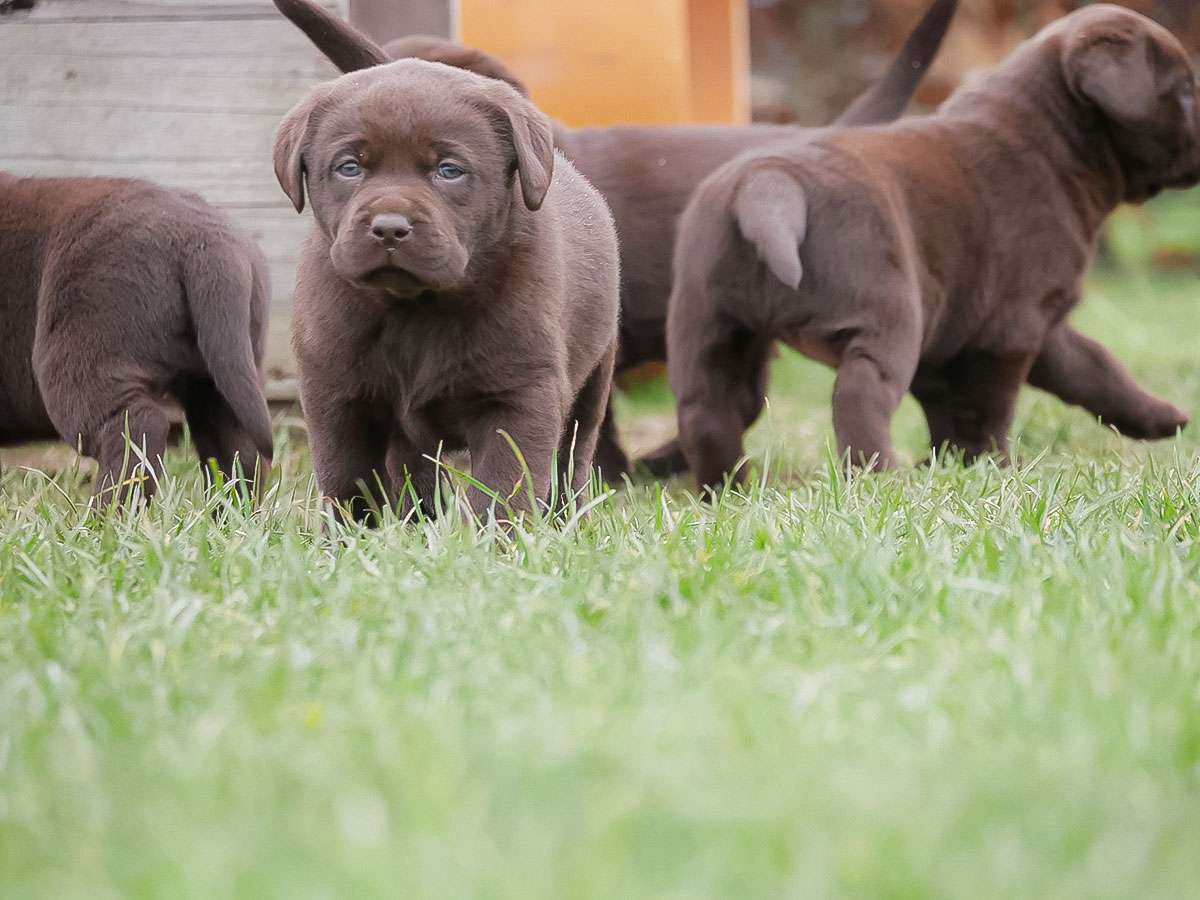 O2-Wurf aus der Dom- und Römerstadt / 5 Wochen alt