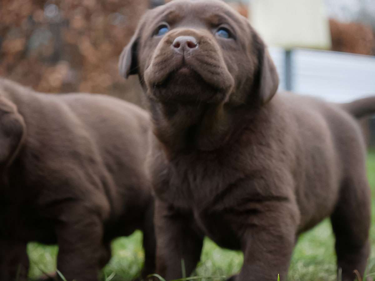 O2-Wurf aus der Dom- und Römerstadt / 5 Wochen alt