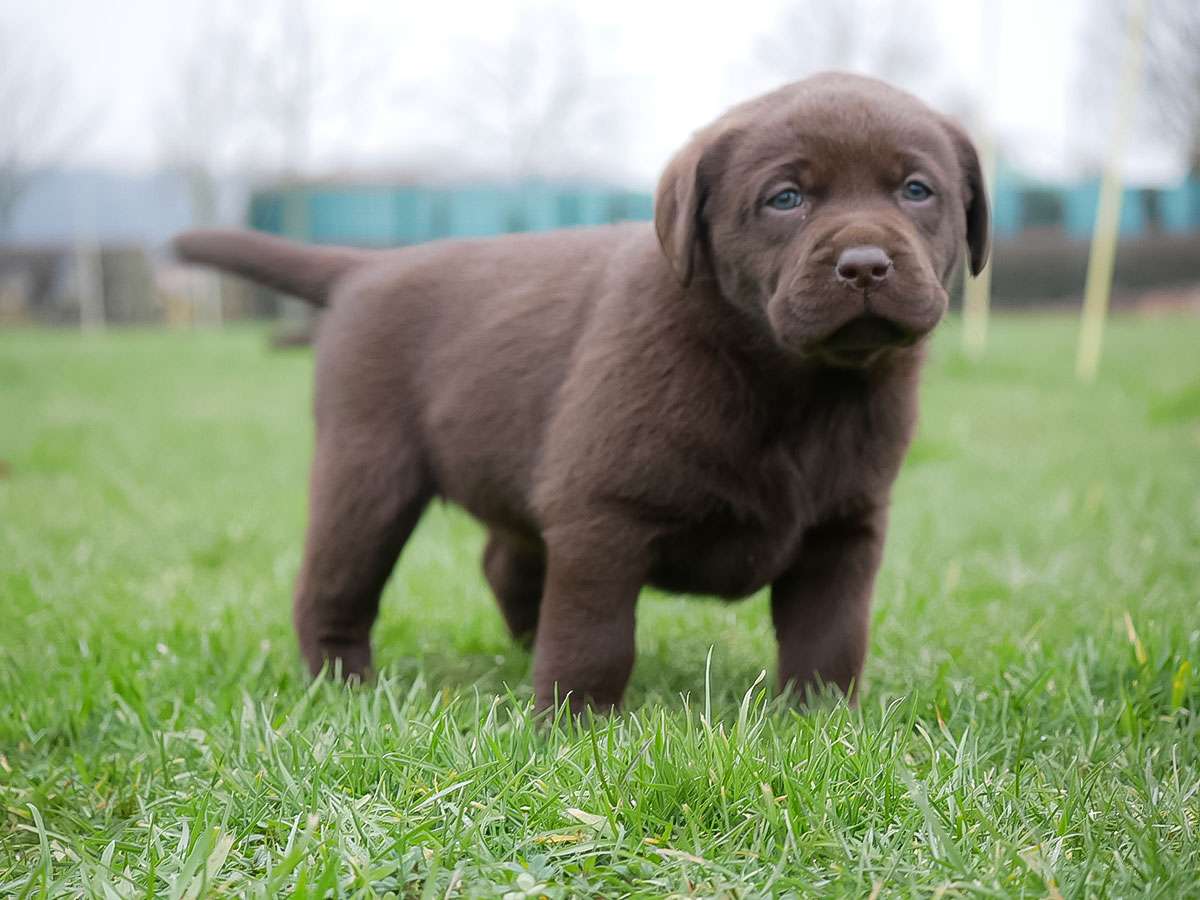 O2-Wurf aus der Dom- und Römerstadt / 5 Wochen alt