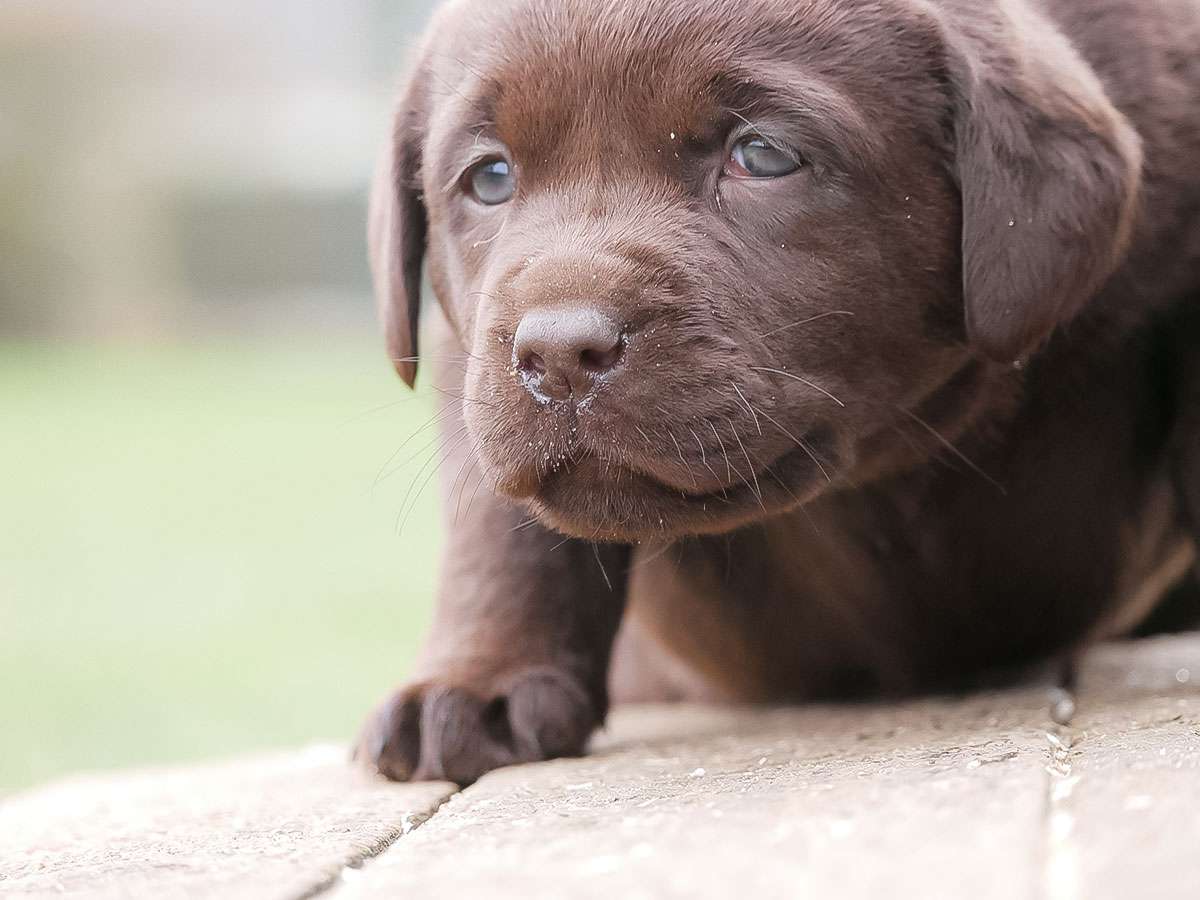 O2-Wurf aus der Dom- und Römerstadt / 5 Wochen alt