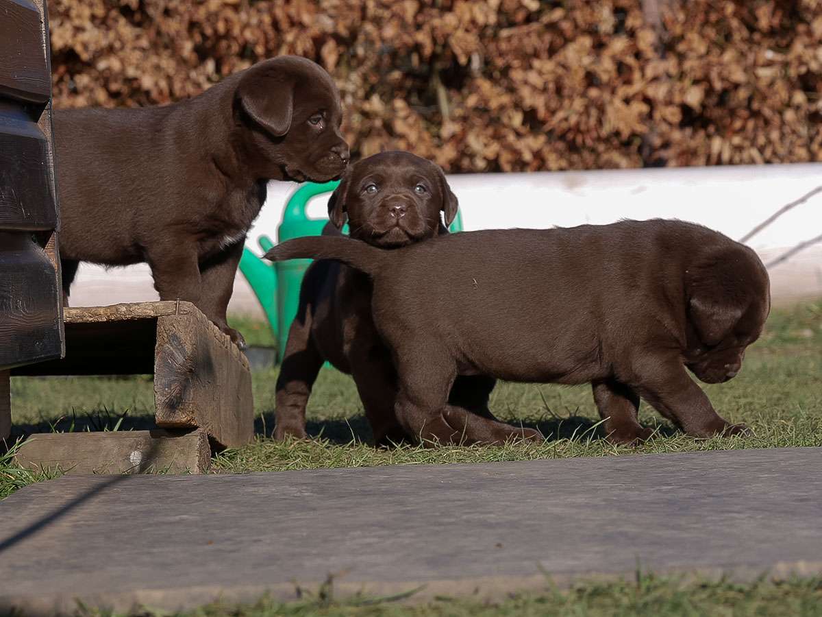 O2-Wurf aus der Dom- und Römerstadt / 6 Wochen alt