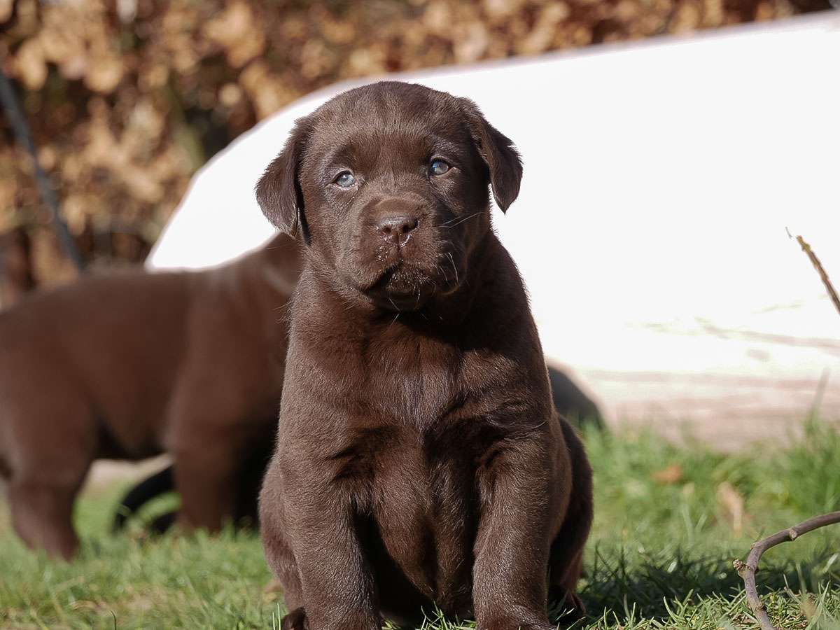 O2-Wurf aus der Dom- und Römerstadt / 6 Wochen alt