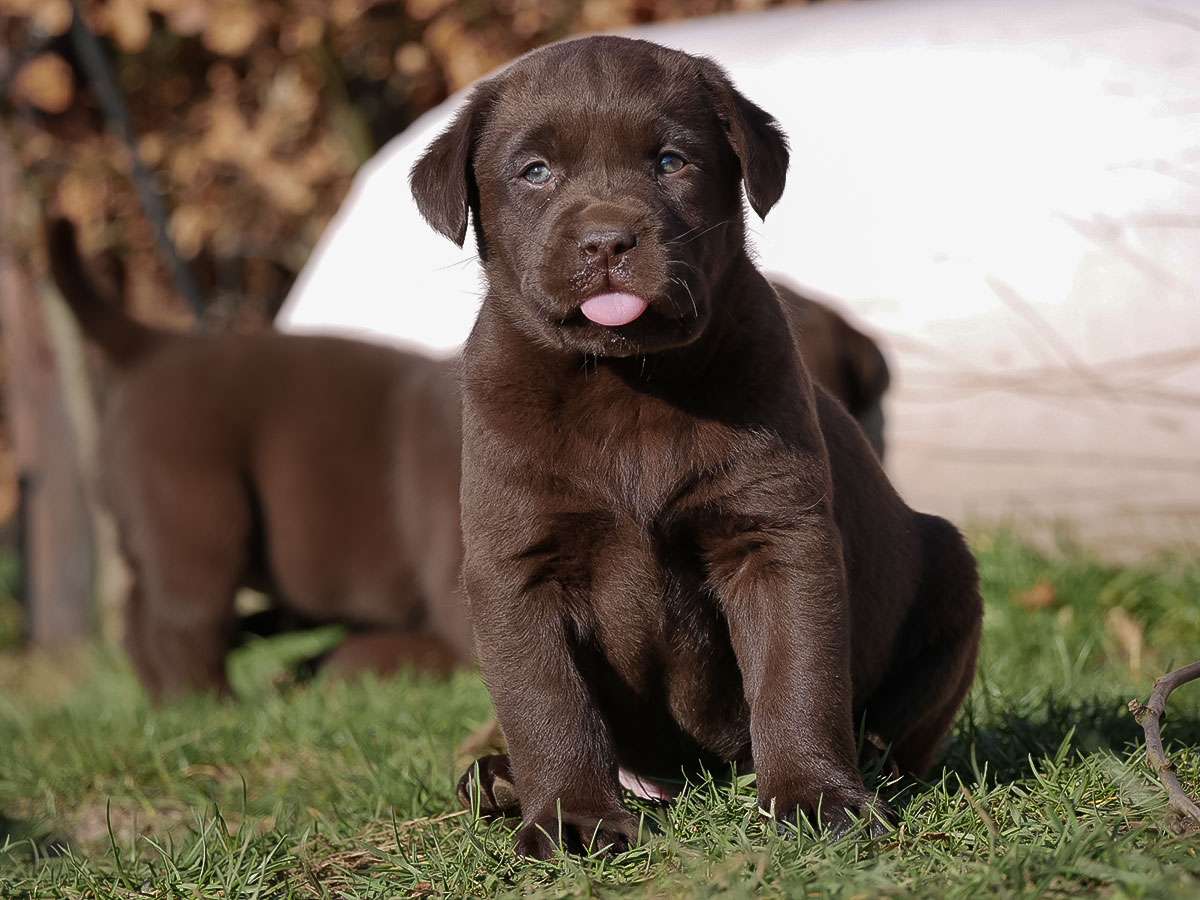 O2-Wurf aus der Dom- und Römerstadt / 6 Wochen alt