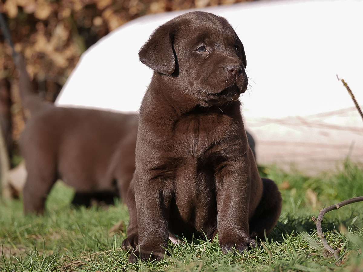 O2-Wurf aus der Dom- und Römerstadt / 6 Wochen alt