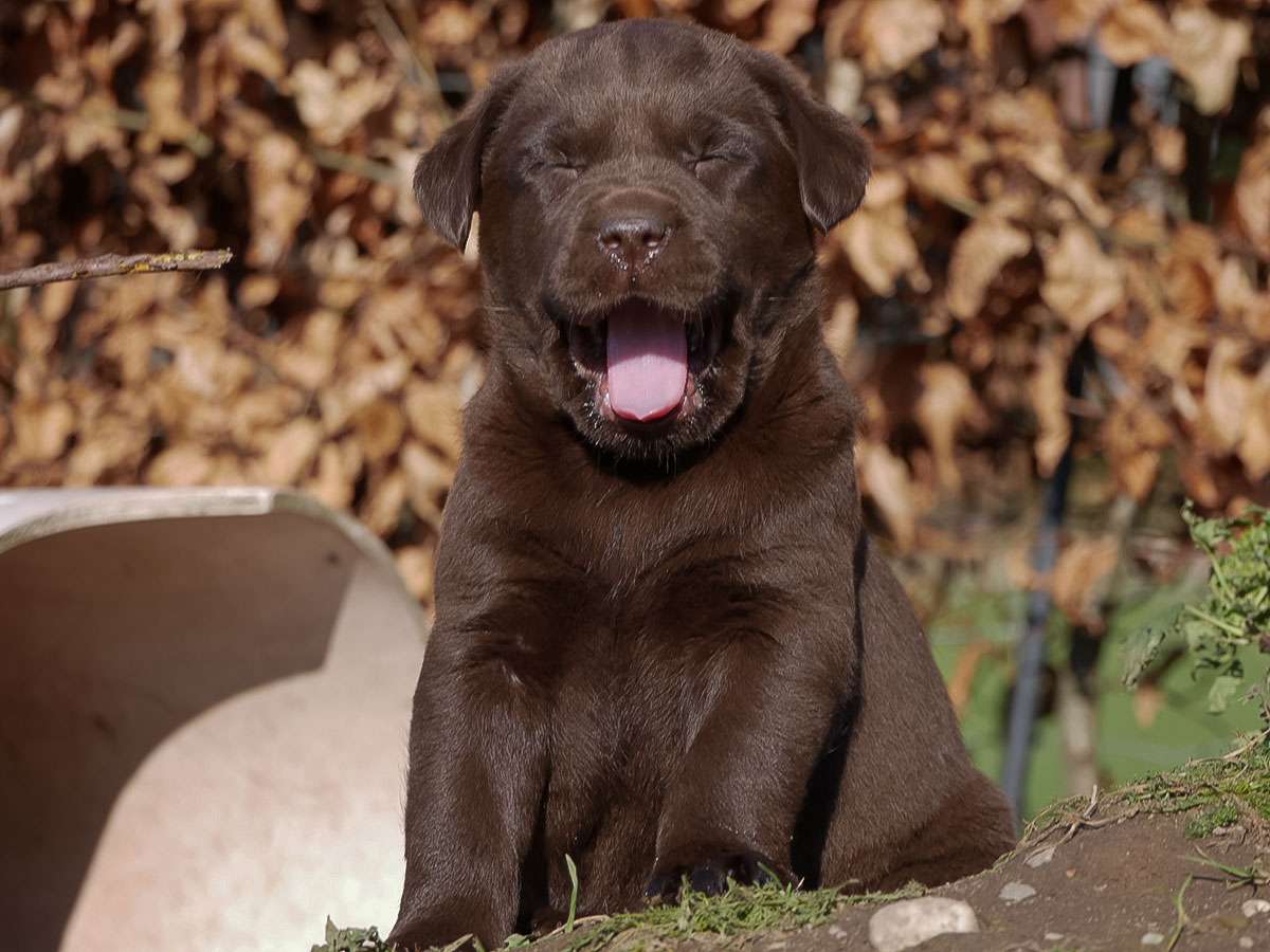 O2-Wurf aus der Dom- und Römerstadt / 6 Wochen alt