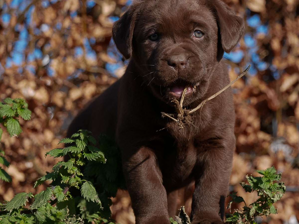 O2-Wurf aus der Dom- und Römerstadt / 6 Wochen alt
