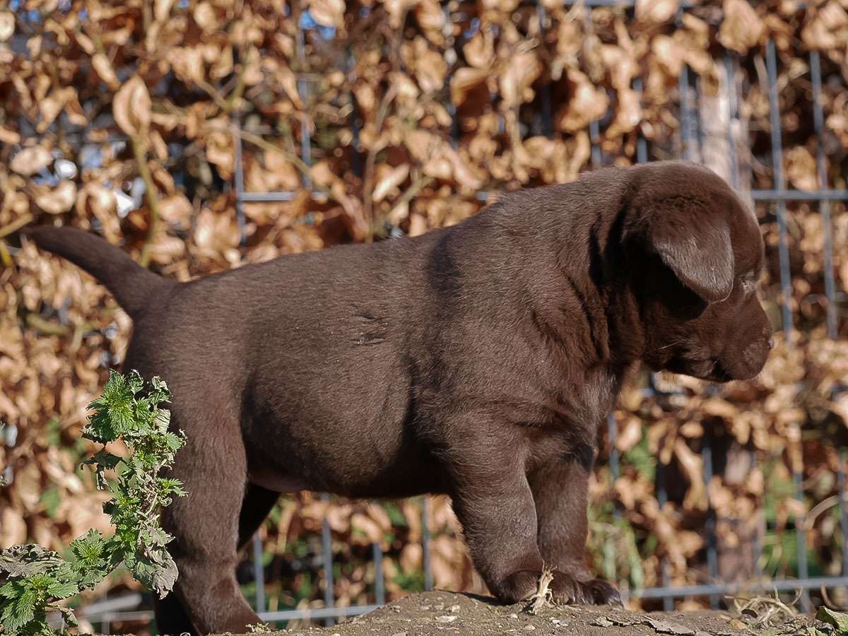 O2-Wurf aus der Dom- und Römerstadt / 6 Wochen alt